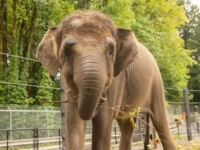 Слониха из зоопарка Орегона проходит курс реабилитации
