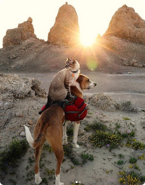 Генри и Балу: лучшие друзья путешествуют вместе по Колорадо