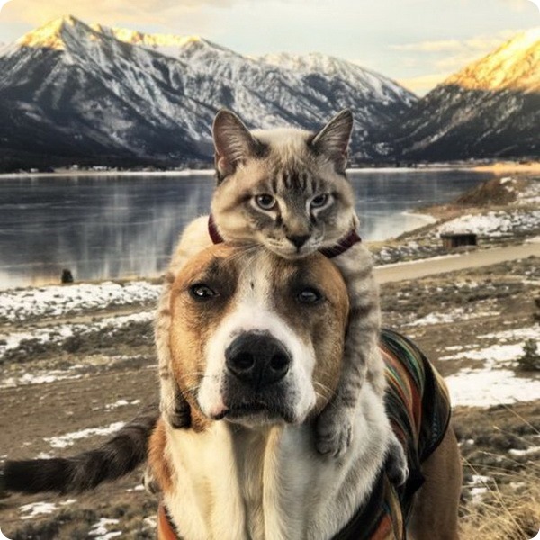 Генри и Балу: лучшие друзья путешествуют вместе по Колорадо