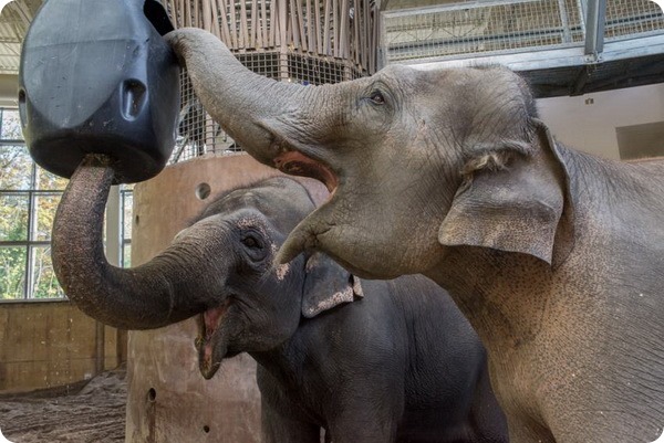 Слониха из зоопарка Орегона проходит курс реабилитации