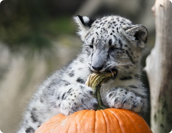 В зоопарках мира животным устроили празднование Хэллоуина