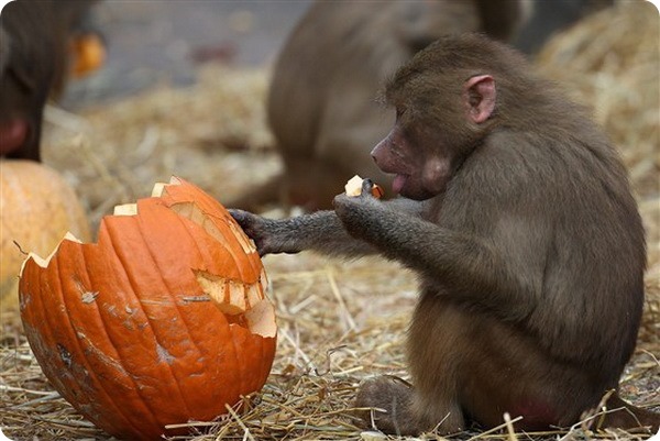 В зоопарках мира животным устроили празднование Хэллоуина