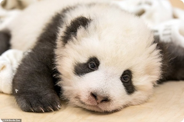 В зоопарке Берлина подрастают детёныши большой панды