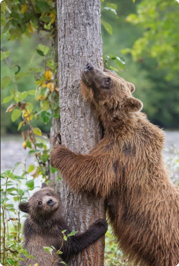 Медведица-гризли учит своего медвежонка тереться о дерево