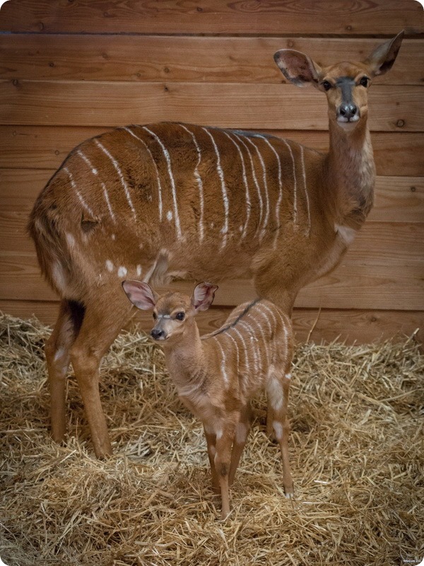 У пары ньял из зоопарка Ньюквей родился второй детёныш