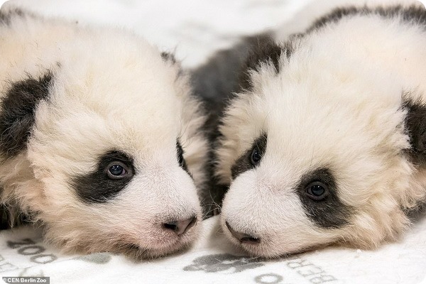 В зоопарке Берлина подрастают детёныши большой панды