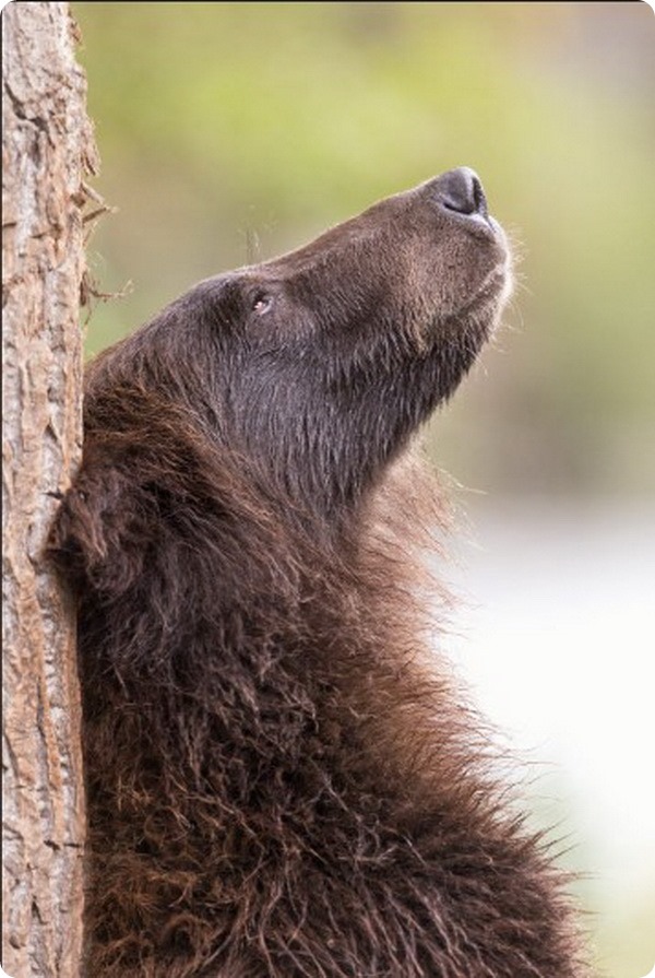 Медведица-гризли учит своего медвежонка тереться о дерево