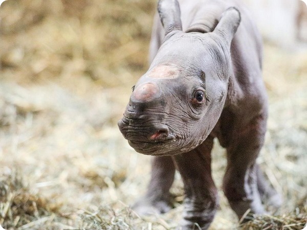 В зоопарке Мичигана подрастает детёныш чёрного носорога