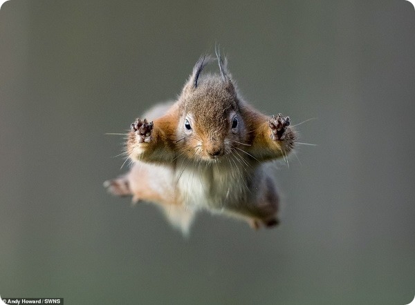 Снимок белки в прыжке от фотографа Энди Ховарда