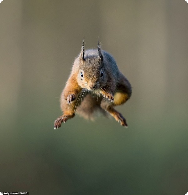Снимок белки в прыжке от фотографа Энди Ховарда