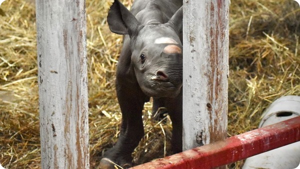 В зоопарке Мичигана подрастает детёныш чёрного носорога
