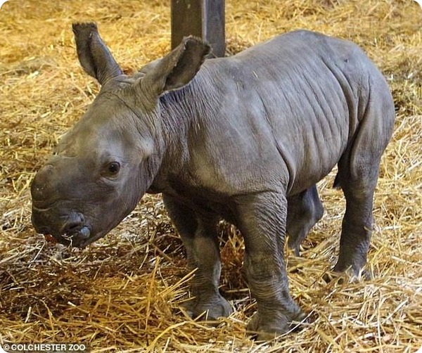 В зоопарке Колчестера детёнышу белого носорога дали имя