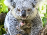 Зоопарк Майями представил детёныша коалы