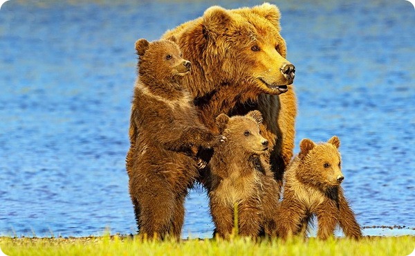 Счастливая медвежья семья из национального парка Катмай