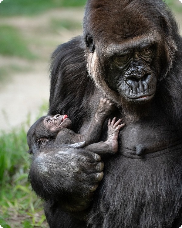 В зоопарке Лос-Анджелеса установили пол новорождённой гориллы