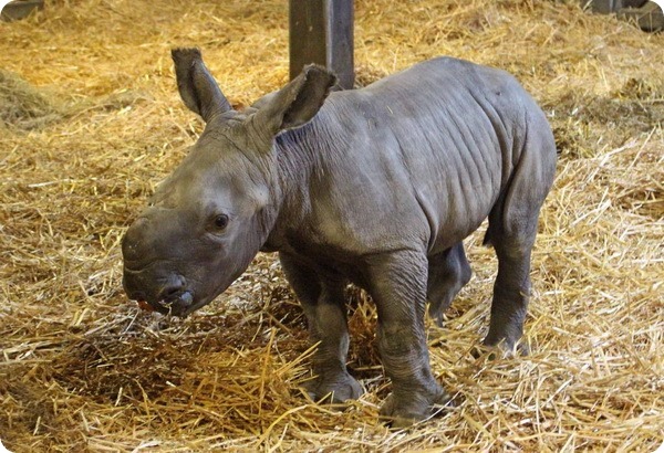 В зоопарке Колчестера детёнышу белого носорога дали имя