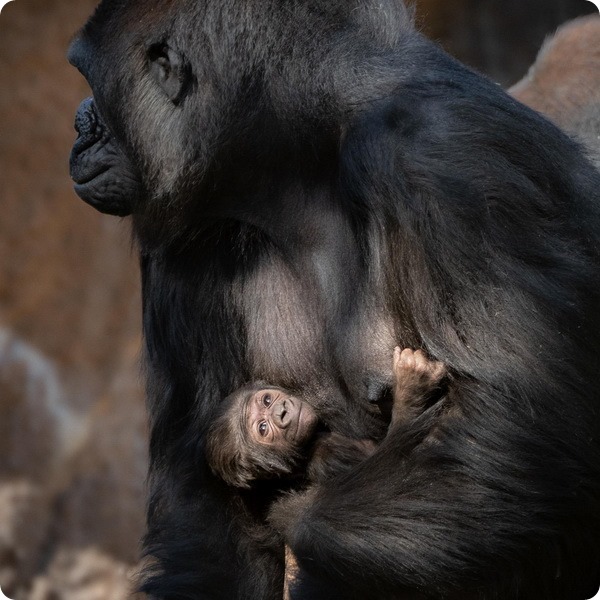 В зоопарке Лос-Анджелеса установили пол новорождённой гориллы
