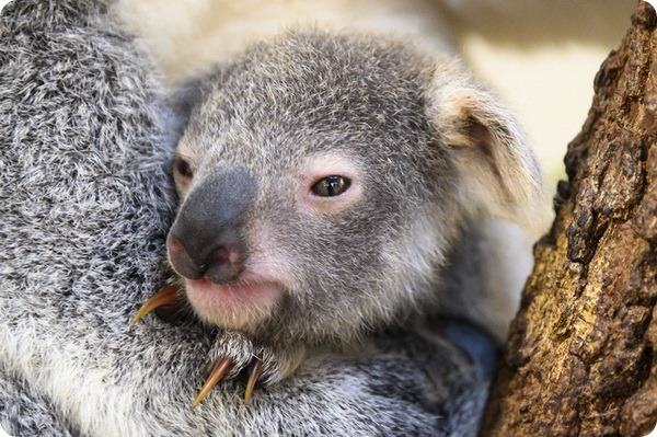 Зоопарк Майями представил детёныша коалы