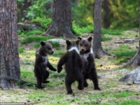 Медвежий хоровод в финском лесу