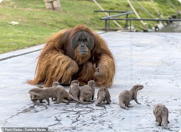 В Зоопарке Бельгии семья орангутангов подружилась с выдрами