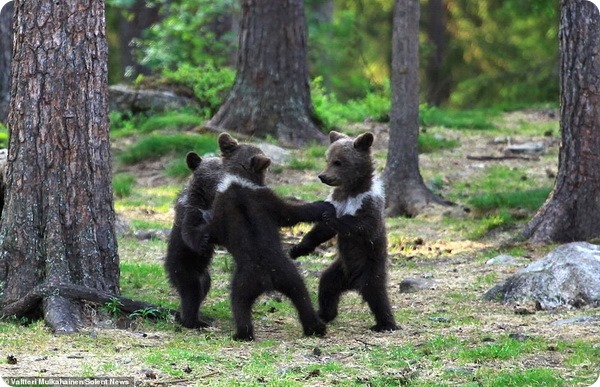 Медвежий хоровод в финском лесу 