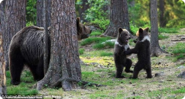 Медвежий хоровод в финском лесу