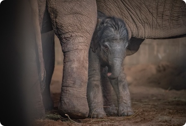 Зоопарк Честера показал детёныша азиатского слона
