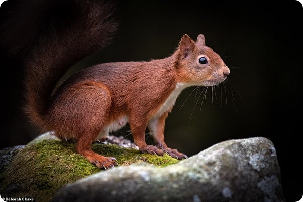 Лучшие фото животных из национальных парков Великобритании