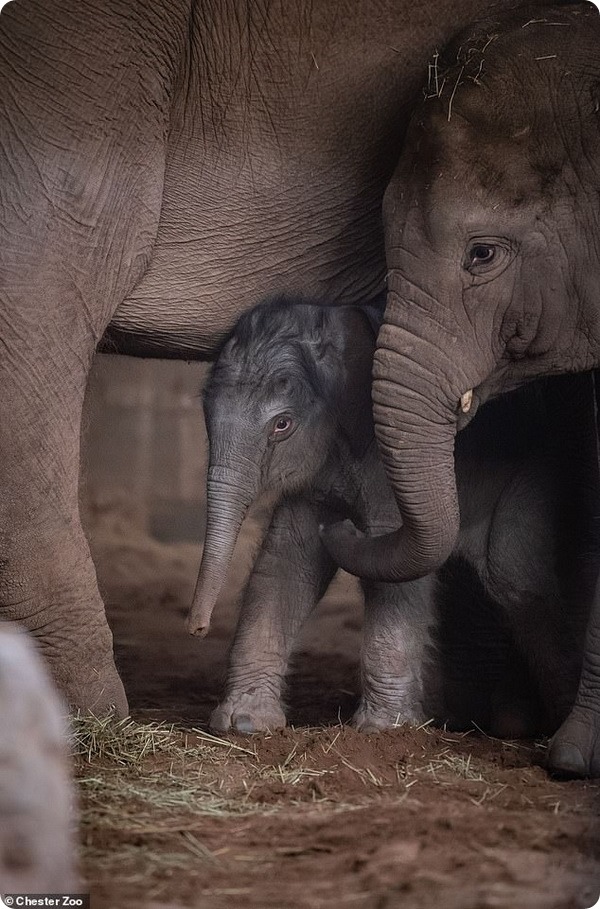 Зоопарк Честера показал детёныша азиатского слона