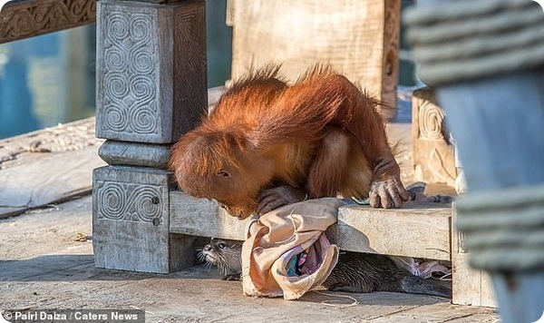 В Зоопарке Бельгии семья орангутангов подружилась с выдрами