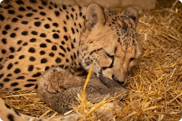 В зоопарке Коламбуса родились необычные детёныши гепарда 