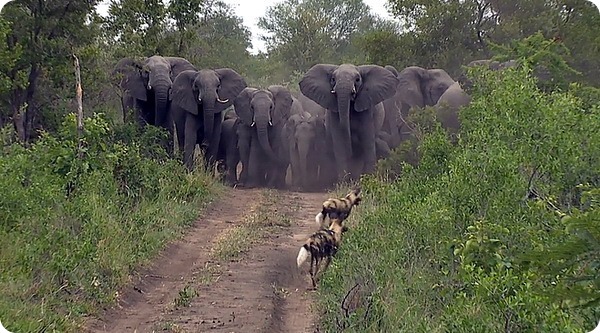 Слоны защищают маленьких слонят от гиеновидных собак
