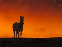 Мир дикой Африки от фотографа Анетт Моссбахер