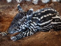 В зоопарке Праги родился детёныш малайского тапира