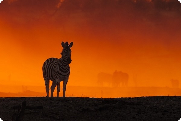 Мир дикой Африки от фотографа Анетт Моссбахер