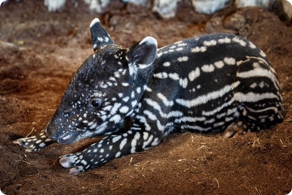 В зоопарке Праги родился детёныш малайского тапира