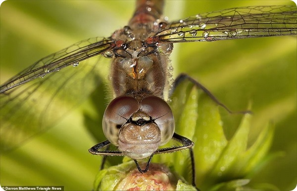 Крупные планы насекомых от фотографа Даррона Мэттьюса