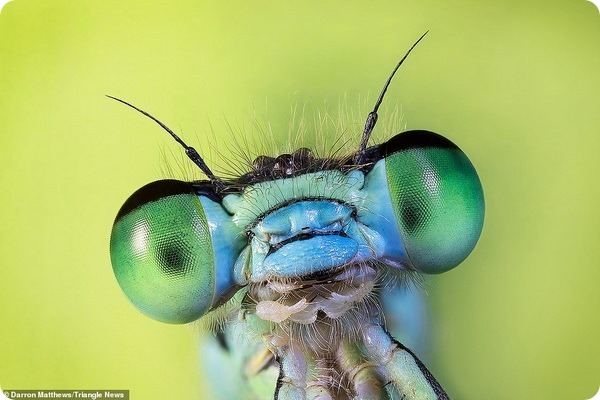 Крупные планы насекомых от фотографа Даррона Мэттьюса