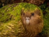 Почти исчезнувшие попугаи появились в Новой Зеландии